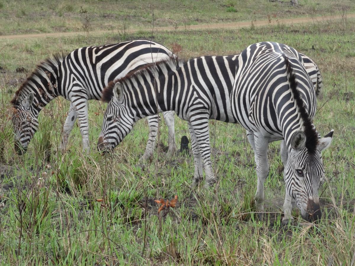 Lodge Afrique Сент-Люсія Екстер'єр фото