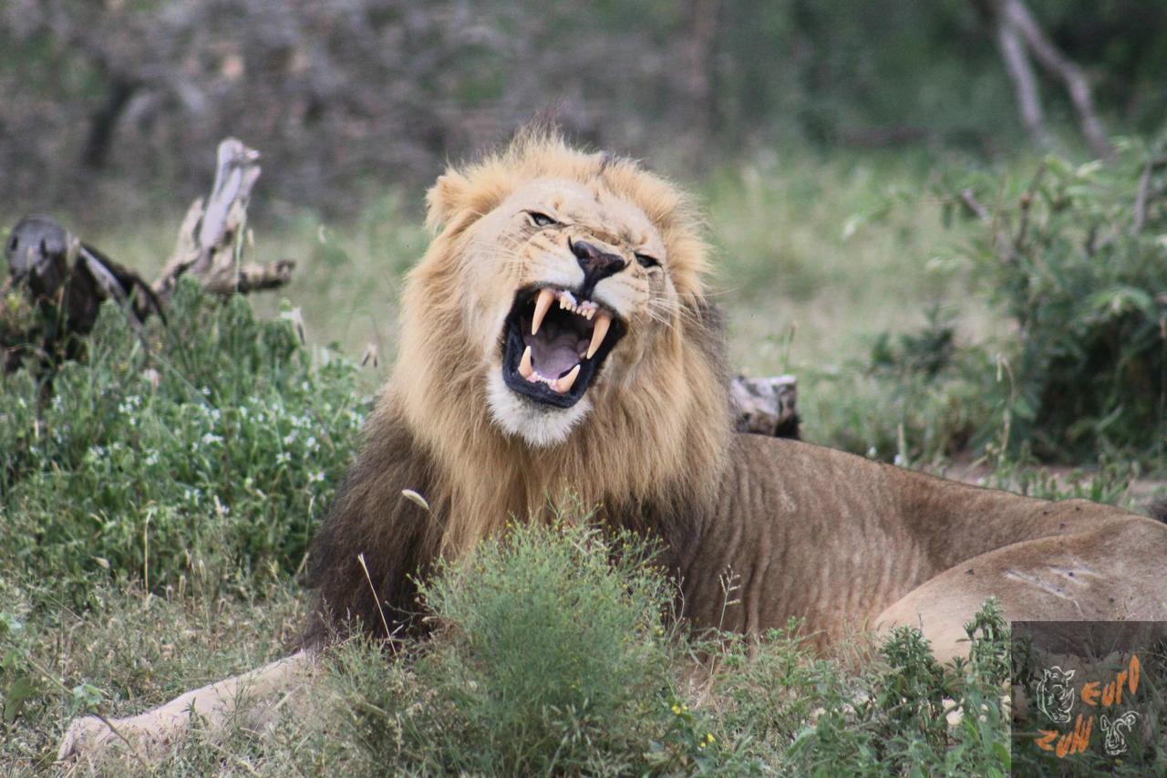 Lodge Afrique Сент-Люсія Екстер'єр фото